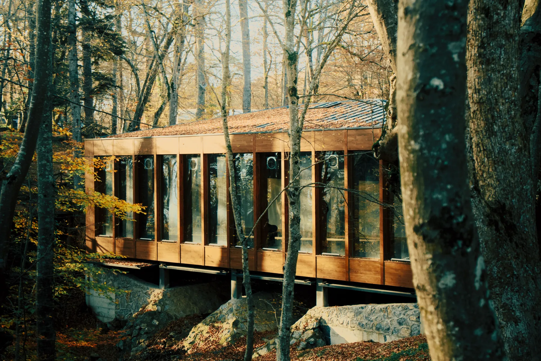 A modern glass and timber house among autumn woodland